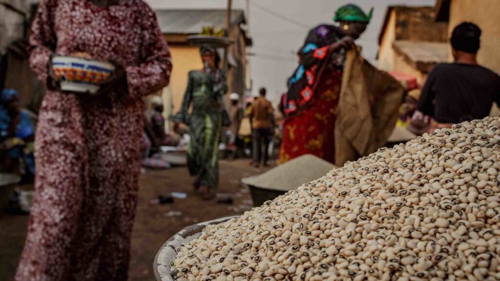 GM cowpea can boost Nigeria’s production by 20% – Expert