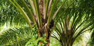 Nigeria Spends $500m Annually On Palm Oil Imports