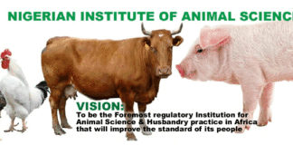 Nigeria to generate N13trn from livestock annually – NIAS