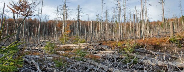 How acidic rainfall affects crop yield in Niger Delta – Experts