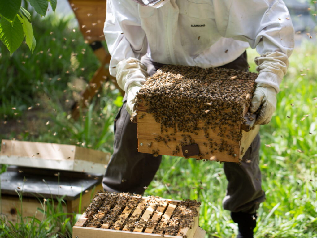 Bee farming can generate $10bn for Nigeria annually – Envoy