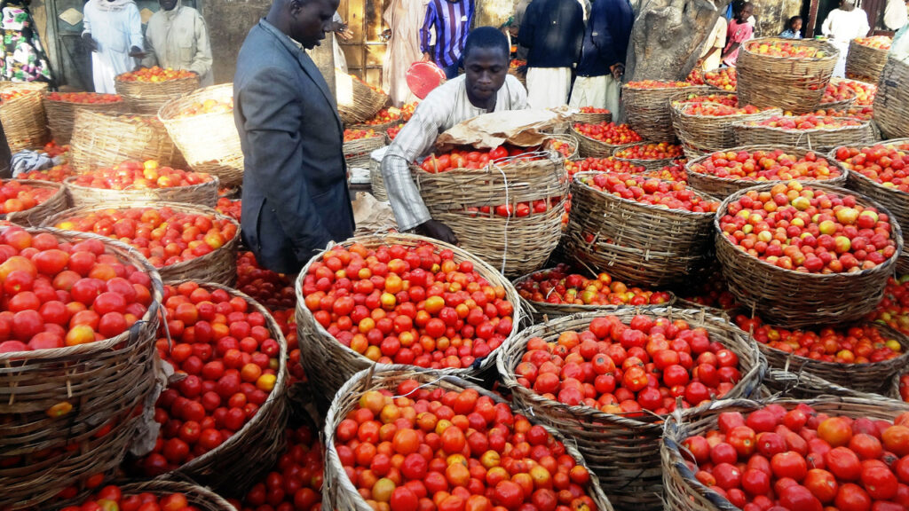 Prices of tomato skyrockets by 50% across major markets in Nigeria