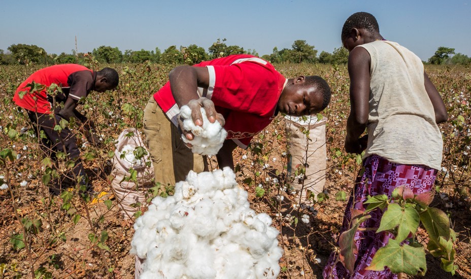 Cotton Production: Ogun set to create 14,000 new jobs, acquires 4,500 hectares of land