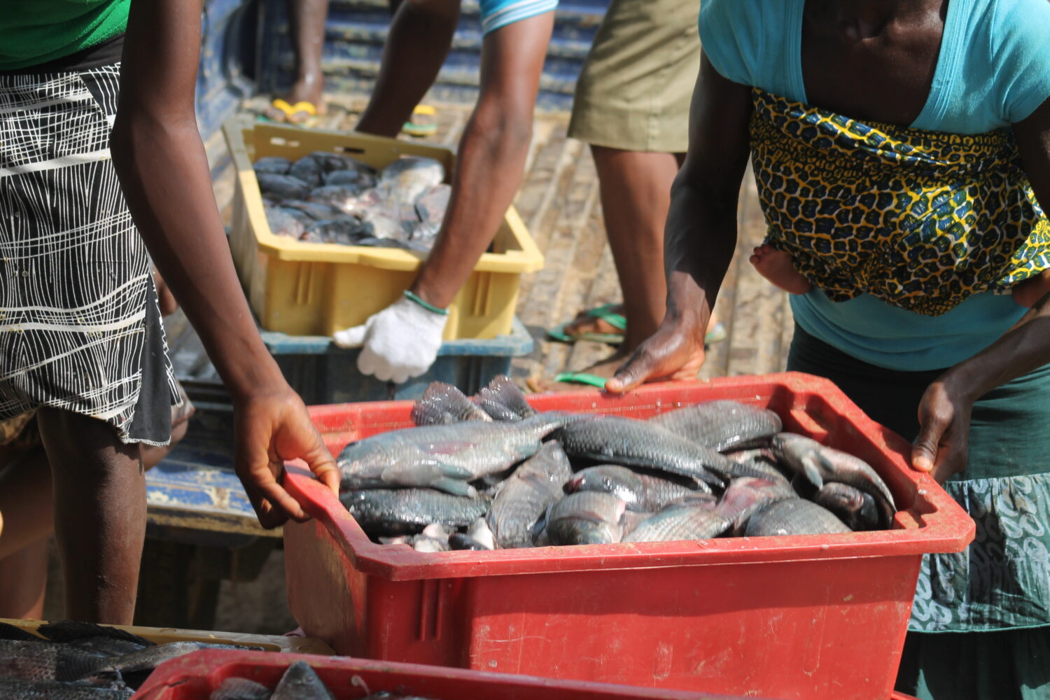 Nigeria's fish farmers target 3.5m metric tonne annual consumption