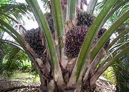 Image result for palm oil production