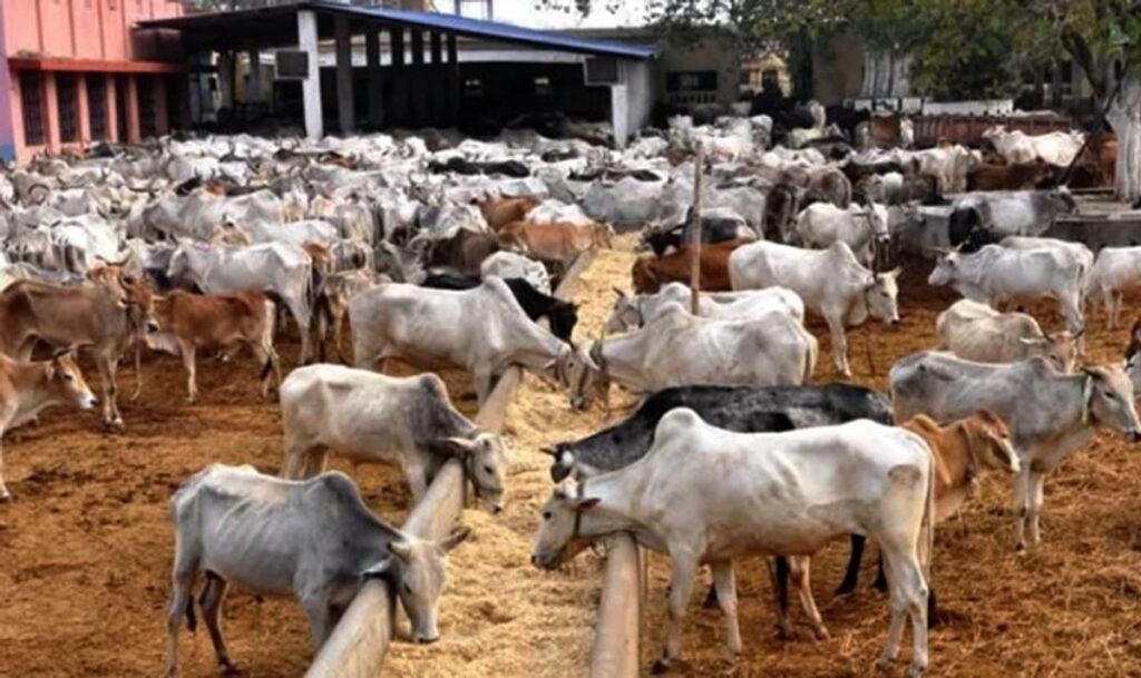 Cost implications of anti-open grazing laws implementation in Nigeria