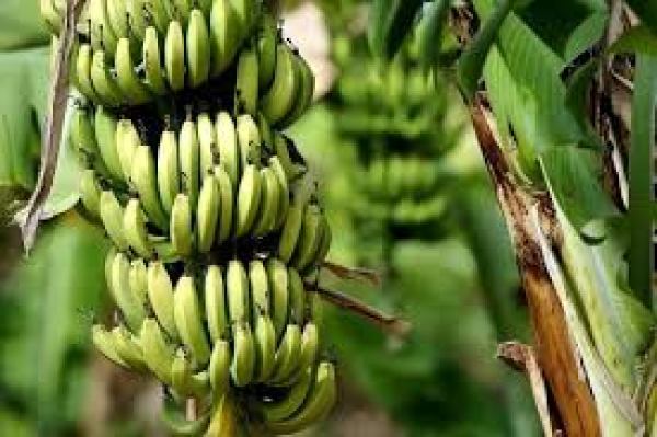 'How Nigeria's GDP can grow through banana, plantain production'