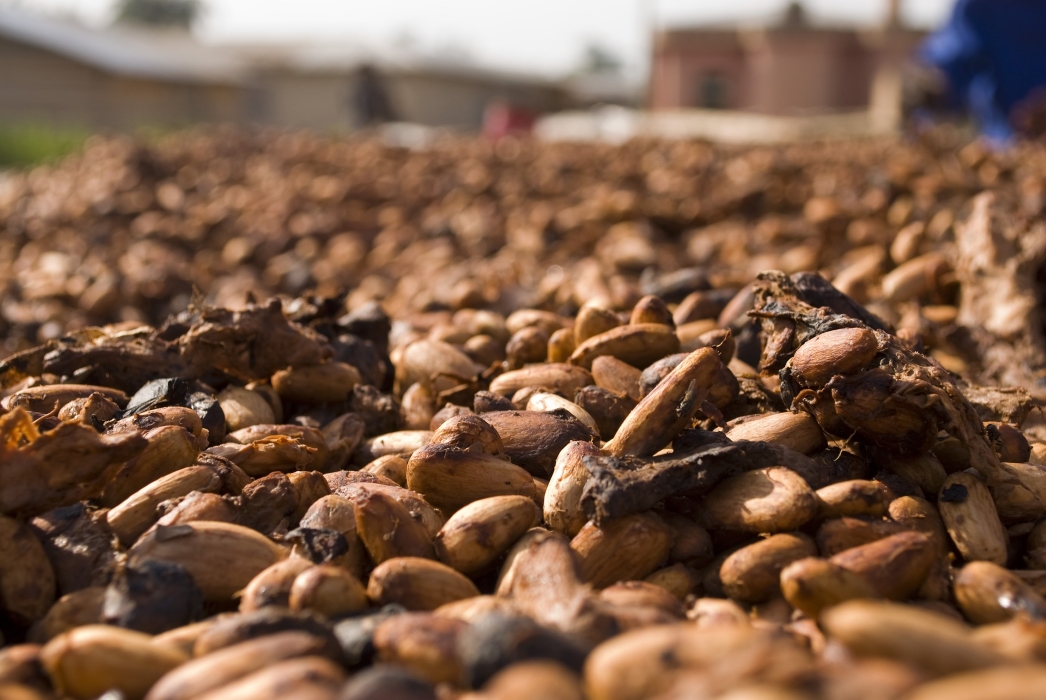 Nigeria exported 2,233 containers of Cocoa bean in 8 months