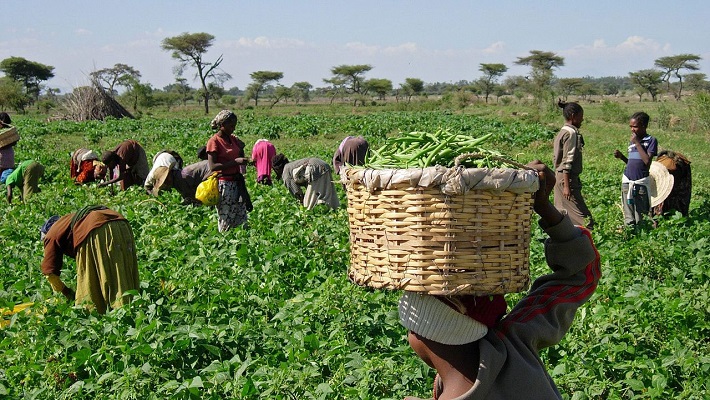 Kebbi Farmers To Receive Free Petrol From FG