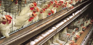 hens-egg-production-White-Leghorn-layer-house