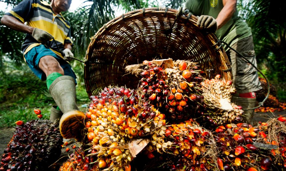 Firm Partners  Delta Govt To Improve Palm Production