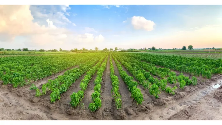 Indigenous Agribusiness Firm To Raise N30b To Boost Agriculture