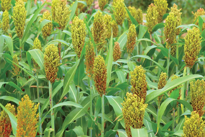 Improved Production Of Sesame, Sorghum Will Boost FX, Create Jobs