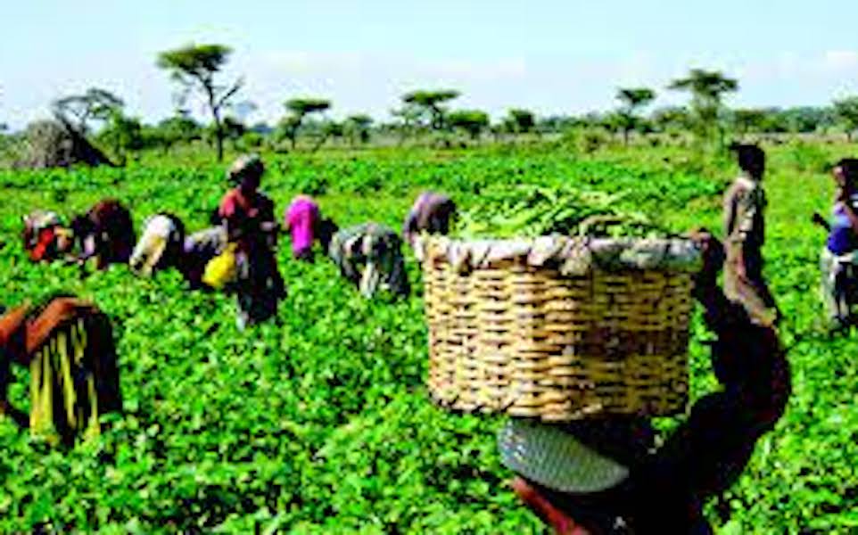 NACCIMA Charge FG To Increase Support For Women In Agriculture