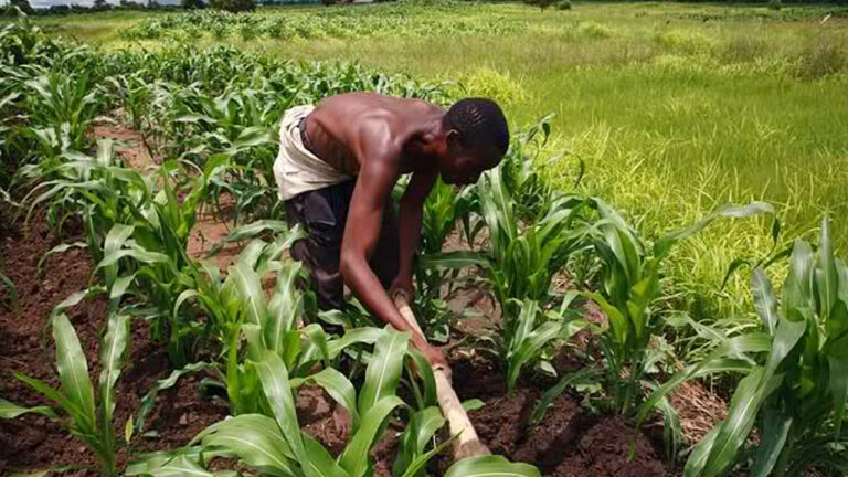 Agriculture: FG Disburse ₦2.3m Loan To Civil Servants