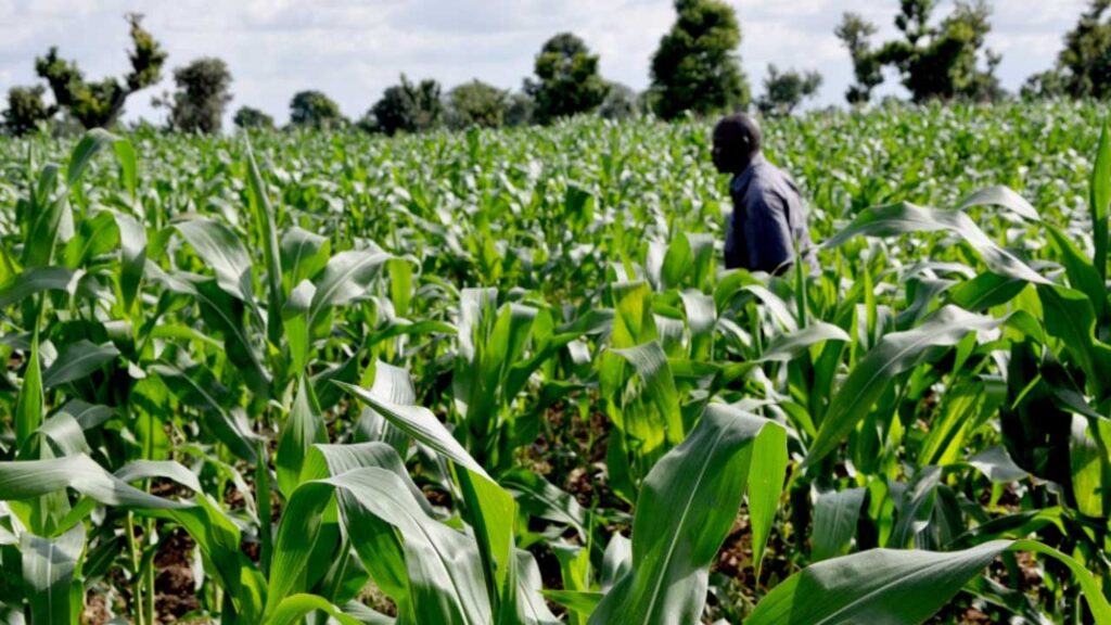 FG Boosting Agro-Business By Training 1,859 Nigerians