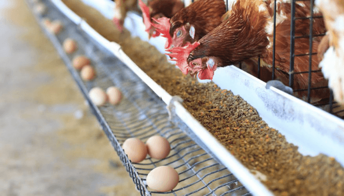 Effect Of Rising Price Of Eggs, Chicken On consumers