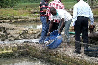 Flood Wrecks Havoc As Farm Loses 100m Worth Of Catfish