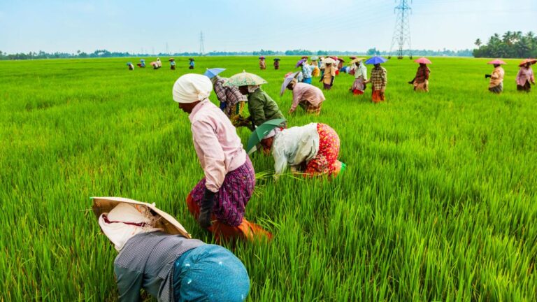 Farmers Worried Over CBN Interest Rate Vs Tinubu’s Food Security Agenda