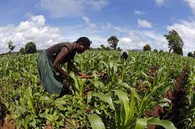 Experts Urge FG To Use Agricultural Interventions To End Food Crisis