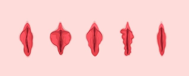 types of vagina