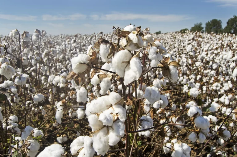 NACOTAN Worried As Cotton Export Dips, Hits Five-year Low