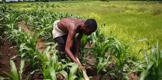 AfDB on Agriculture