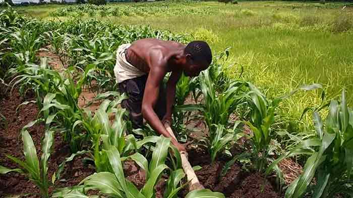 AfDB on Agriculture 
