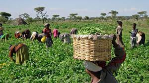 Farmers Tasked To Adopt Better Agric Practice – AU