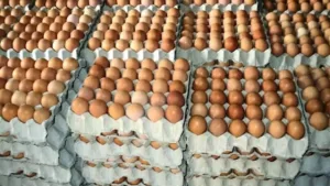 Step By Step On How To Start Egg Distribution Business In Nigeria