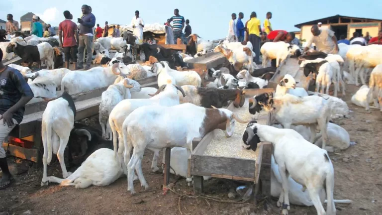 3 Major Markets Where Muslims Buy Ileya Rams