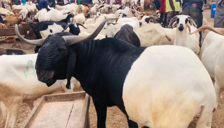 Sallah: How Chief Imam’s Sacrificial Ram Disappeared In Jos