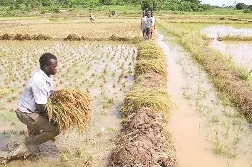 Climate Change: Adopt Agric Insurance Policy, IFAD Tells Farmers