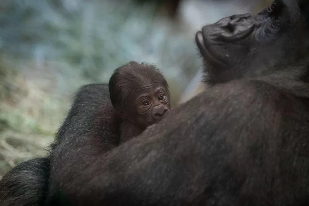 Gorilla gives birth