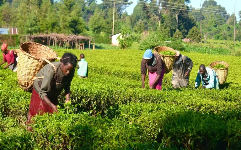 What You Need To Know About Food Insecurity In Nigeria. Tinubu Farmers Funds