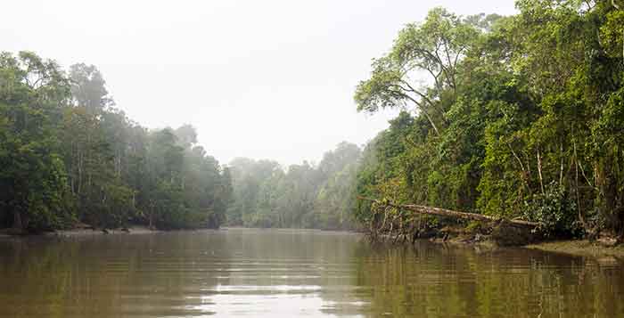 Kinabatangan River Malaysia