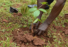Reps Begin Probe Of Agency Over Claims It Spent ₦81 Billion To Plant Trees In North