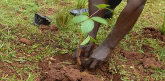 Reps Begin Probe Of Agency Over Claims It Spent ₦81 Billion To Plant Trees In North
