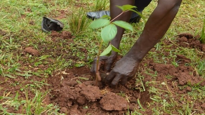 Reps Begin Probe Of Agency Over Claims It Spent ₦81 Billion To Plant Trees In North 