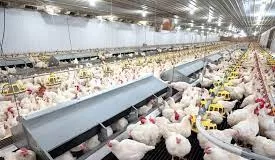 See Four Reasons Why FG Should Save Poultry Industry