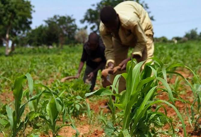 Agriculture: See Reason Why Government Should Tackle insecurity