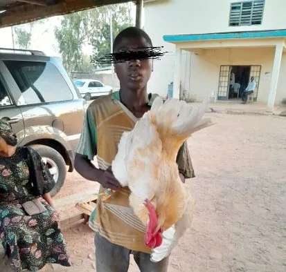 Adamawa Teenager Lands In Police Custody For ‘Raping’ A Chicken