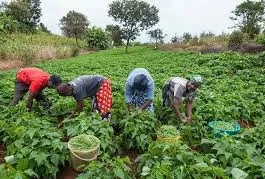Insecurity: Farmers Lose ₦‎15b Farm Produce To Theft