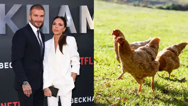 Beckham Receives Unusual Valentine's Day Gift From Wife