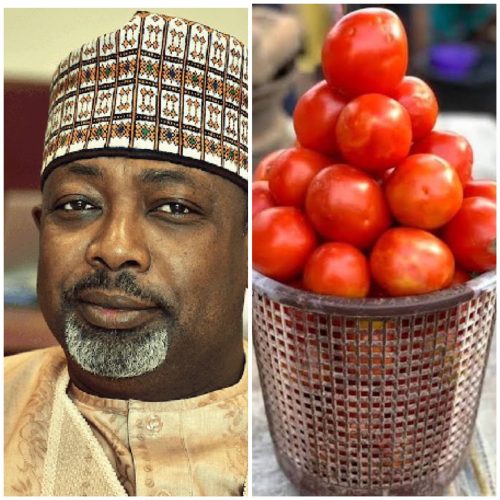 See Why Tomatoes Are Expensive In Nigeria