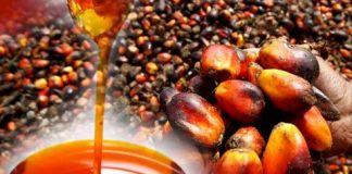 How Nigeria Can Save $600M Annually From Local Palm Oil Production