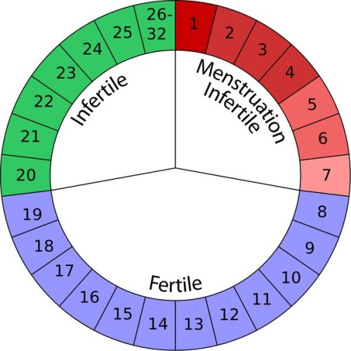 How To Calculate Your Menstrual Cycle And Ovulation