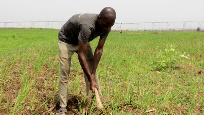 Kogi Farmers Pray For rainfall