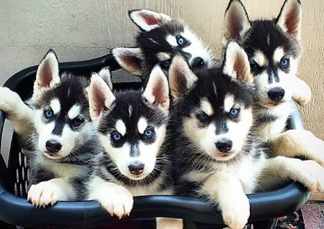 How To Start Dog Breeding Business In Nigeria 