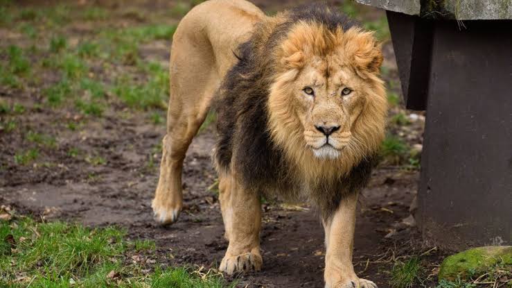 How Lion Killed 35-Year-Old Handler At Olusegun Obasanjo Library Zoo In Ogun